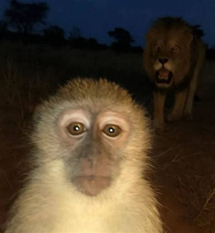 Unpacking the Monkey Lion Meme: Why This Odd Pair Rules the Internet Today