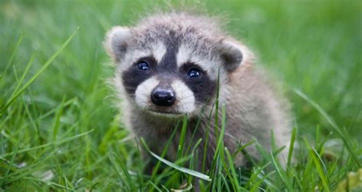 Unraveling The Diet Of Baby Raccoons