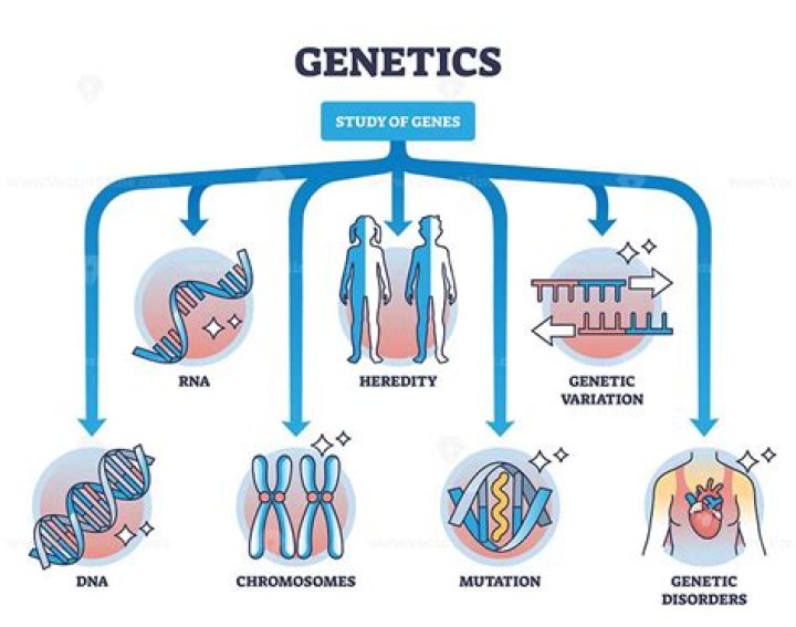 Unraveling The Genetics And Lifestyle Of Remarkable Stature