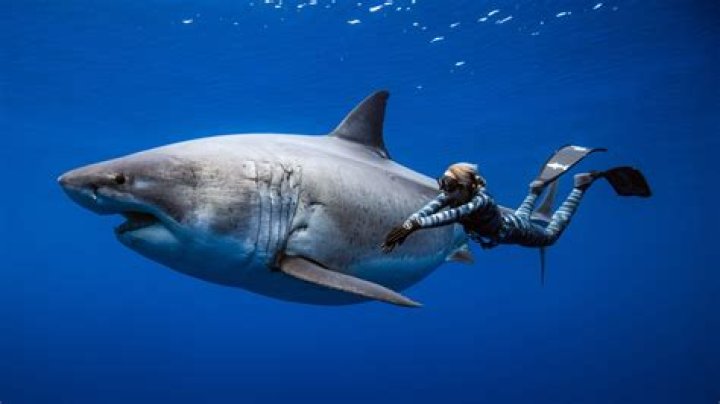 Unraveling The World Of Ocean Ramsey