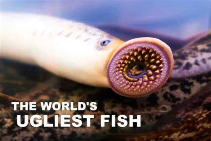 Unveil the Enigmatic Beauty of "The Most Ugly Fish in the World"