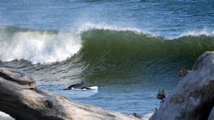 Unveil The Secrets Of Surfing And Ocean Advocacy With Carol Bacic
