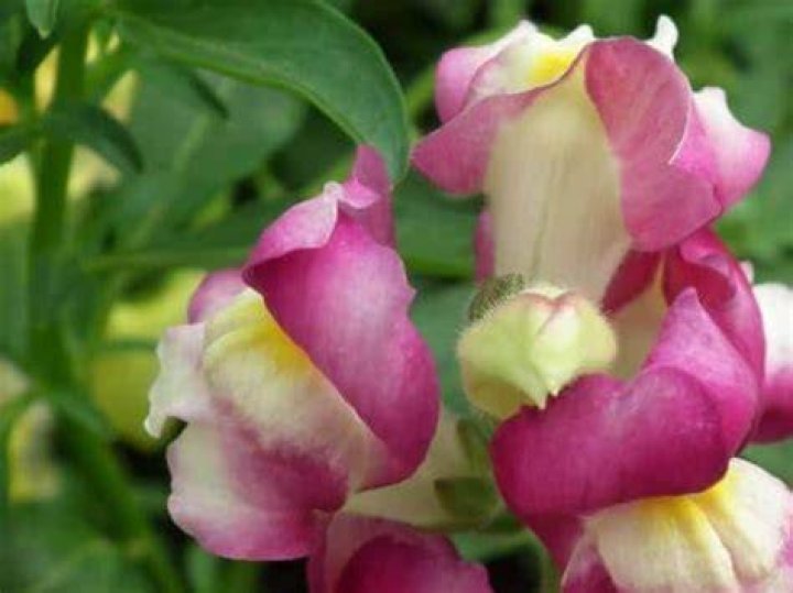 Unveiling the Enigmatic Meaning Behind "Is It Pink?"