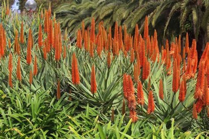 Unveiling The Secrets Of The Alia Plant: Discoveries And Insights Await