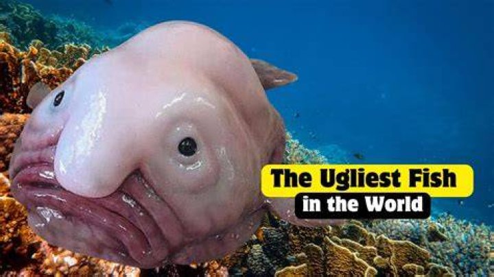Unveiling The Ugliest Fishes In The World: A Visual Guide