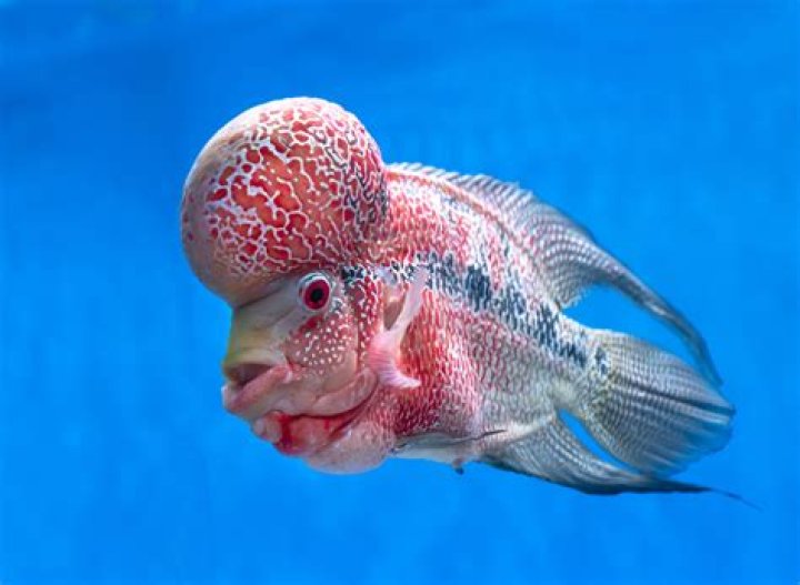 Unveiling The World's Most Peculiar Fishes