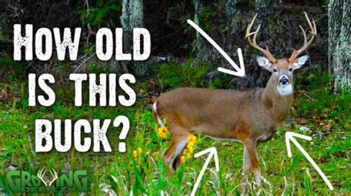 Vic Bucks' Age And Life Unveiled