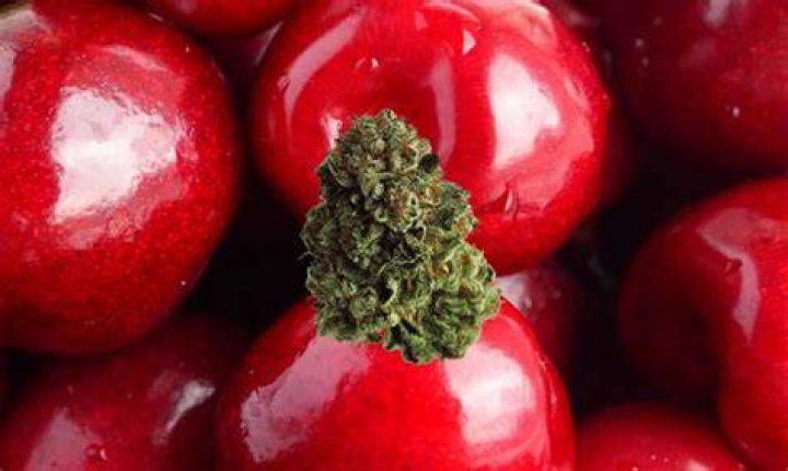 weed strain cherry - gushers weed strain