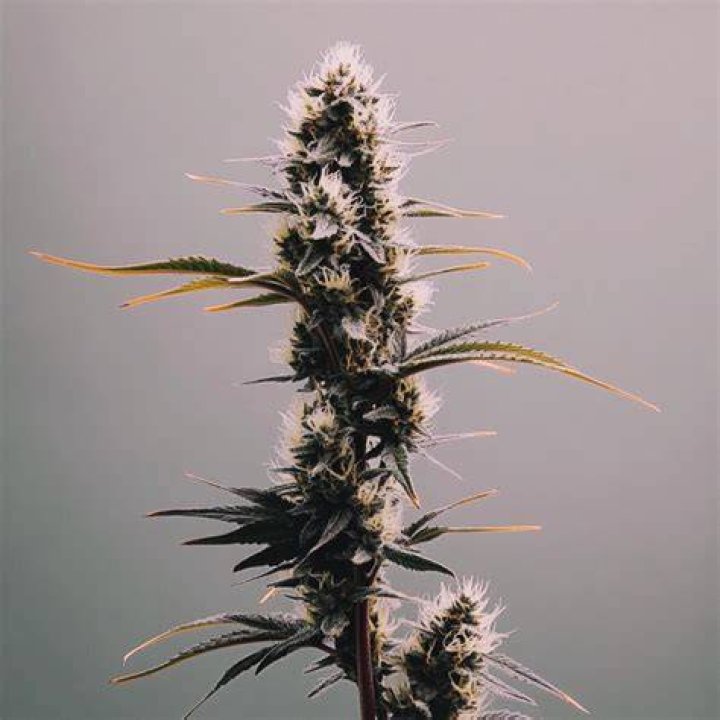 what is a good strain of weed for focus and concentration