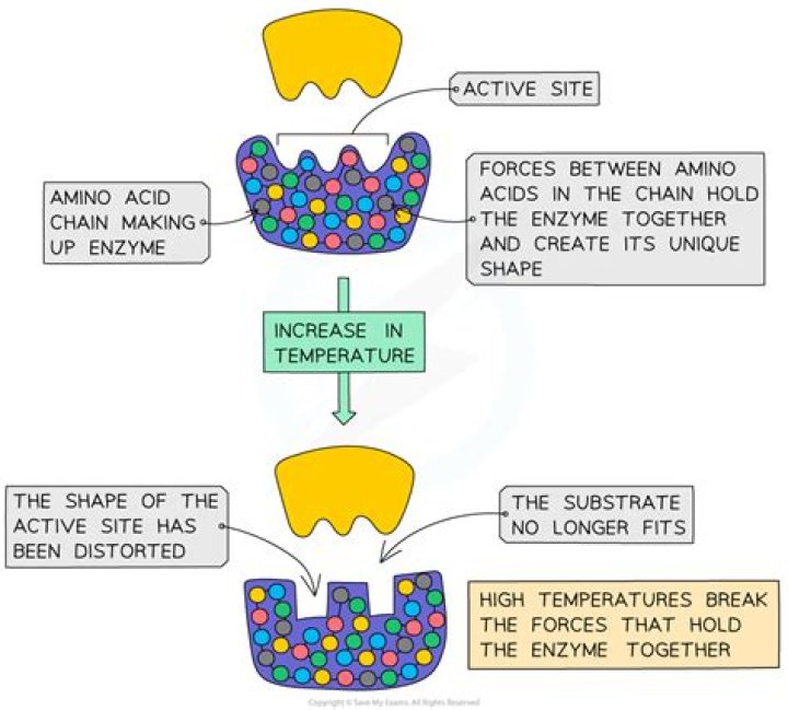 what produces enzymes