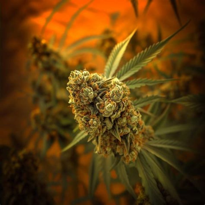 what strain is lsd weed