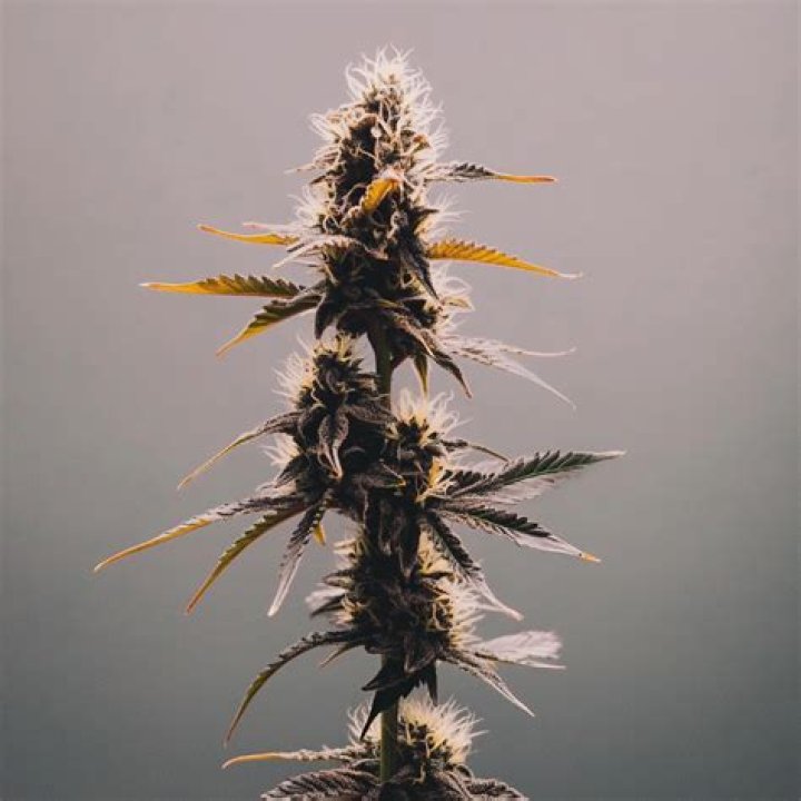 what strain of weed has the highest thc content