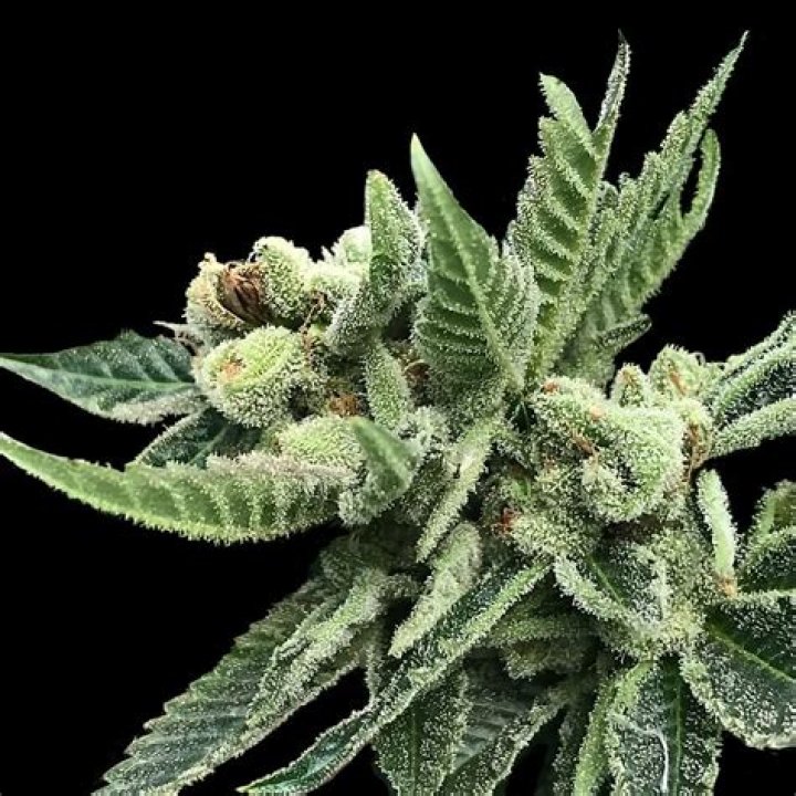 Where To Buy Marijuana Seeds In Conley Georgia