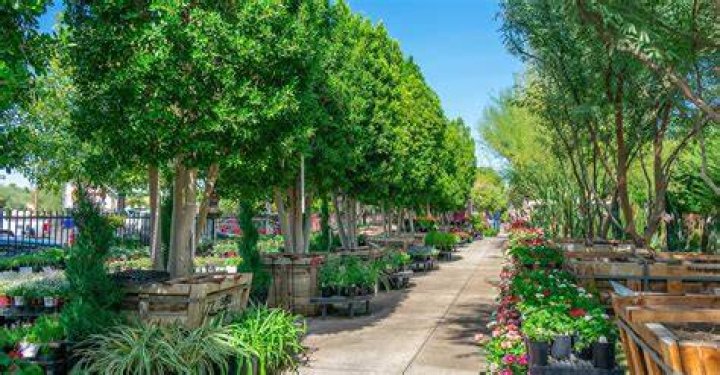 Where To Buy Marijuana Seeds In Las Vegas