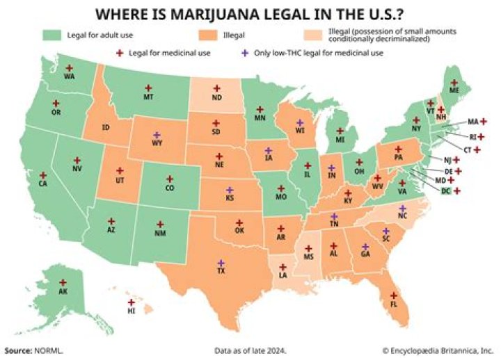 Where to Get Marijuana Seeds in Dc - Buy Marijuana Seeds