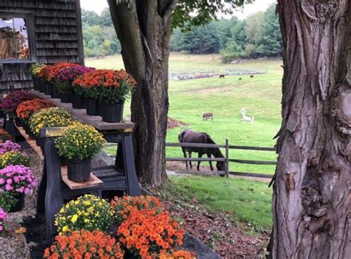 Wool Arts Tour NH - Maple Lane Farm